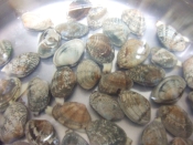 あさりのお味噌汁 50度のお湯に浸けてみました レシピ 作り方 By Iihi009 楽天レシピ あさりのお味噌汁 50度のお湯に浸けてみました レシピ 作り方 By Iihi009 楽天レシピ