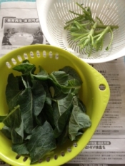 カリフラワーの葉っぱでキッシュ レシピ 作り方 By Minori Ohisamanotikara 楽天レシピ カリフラワーの葉っぱでキッシュ レシピ 作り方 By Minori Ohisamanotikara 楽天レシピ