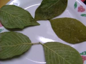 桜の葉っぱの塩漬け レシピ 作り方 By はるかサン 楽天レシピ