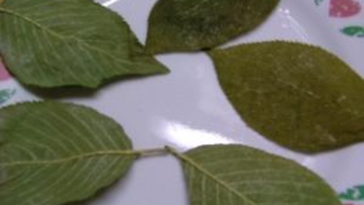 桜の葉っぱの塩漬け レシピ 作り方 By はるかサン 楽天レシピ 桜の葉っぱの塩漬け レシピ 作り方 By はるかサン 楽天レシピ