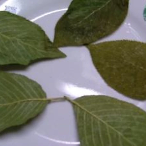 桜の葉っぱの塩漬け レシピ 作り方 By はるかサン 楽天レシピ 桜の葉っぱの塩漬け レシピ 作り方 By はるかサン 楽天レシピ