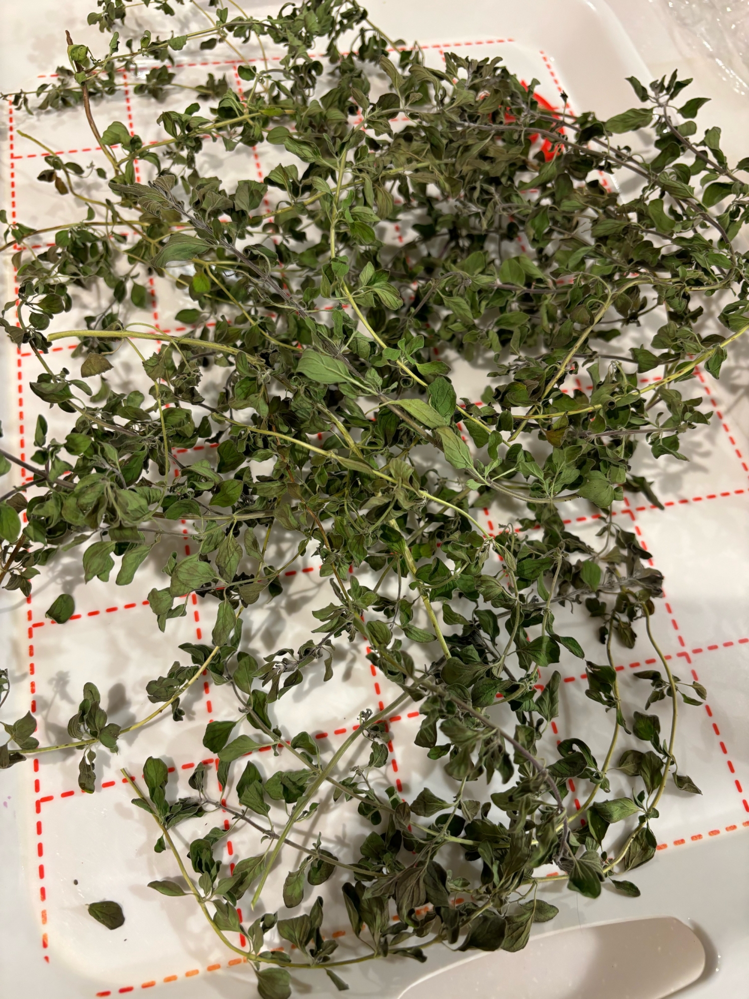 ドライオレガノの作り方