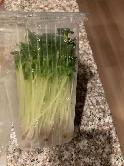 長持ち かいわれ大根の冷蔵保存方法 レシピ 作り方 By 新米幸せママ 楽天レシピ 長持ち かいわれ大根の冷蔵保存方法 レシピ 作り方 By 新米幸せママ 楽天レシピ