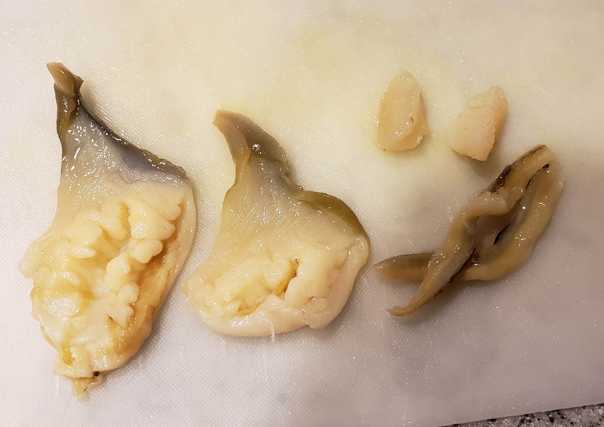 ほっき貝 下処理 レシピ 作り方 By のりばあ 楽天レシピ ほっき貝 下処理 レシピ 作り方 By のりばあ 楽天レシピ