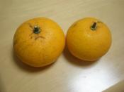 酸っぱい柑橘類を美味しく消費 みかんの蜂蜜漬け レシピ 作り方 By はちわれ４１３ 楽天レシピ