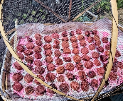 母直伝！お湯をかける 簡単♪梅干しの作り方