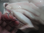 ボラの白子でしらこポン酢 レシピ 作り方 By あとぶー 楽天レシピ ボラの白子でしらこポン酢 レシピ 作り方 By あとぶー 楽天レシピ