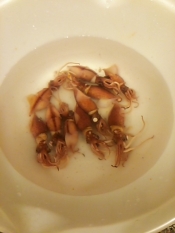 ひと手間で美味しい ホタルイカの下処理 レシピ 作り方 By 櫻井愛 楽天レシピ ひと手間で美味しい ホタルイカの下処理 レシピ 作り方 By 櫻井愛 楽天レシピ