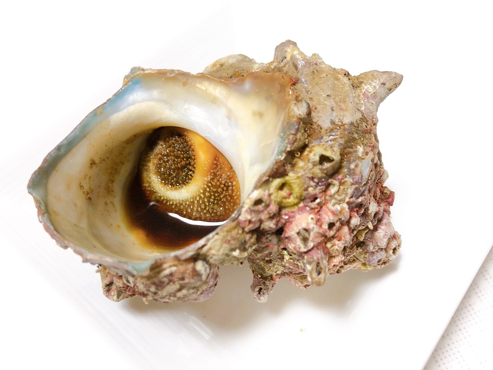 サザエの壺焼き 網焼きのコツ レシピ 作り方 By M H 楽天レシピ サザエの壺焼き 網焼きのコツ レシピ 作り方 By M H 楽天レシピ