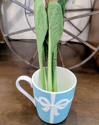 小松菜の茎の筋っぽい食感をやわらかくする方法