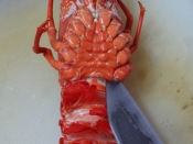 茹で方とさばき方 伊勢海老の塩ゆで レシピ 作り方 By Startrek 楽天レシピ 茹で方とさばき方 伊勢海老の塩ゆで レシピ 作り方 By Startrek 楽天レシピ