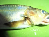 鮎の登り串 からのグリルで塩焼き レシピ 作り方 By てかと 楽天レシピ