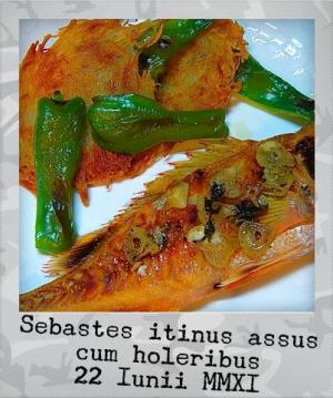 ヤナギメバルの香草塩焼き