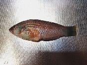 釣り魚料理 ホシササノハベラの炙り霜降り造り レシピ 作り方 By 釣りシン 楽天レシピ 釣り魚料理 ホシササノハベラの炙り霜降り造り レシピ 作り方 By 釣りシン 楽天レシピ