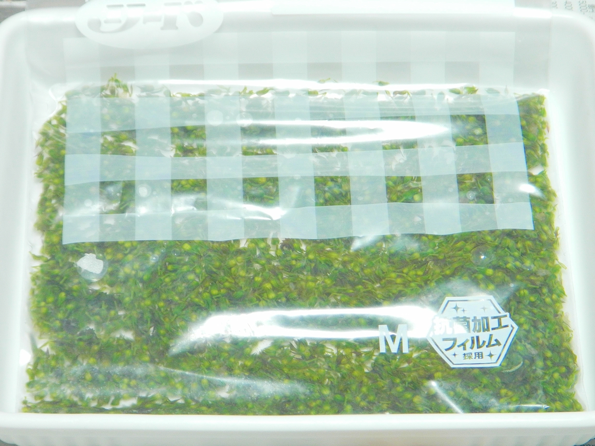 絶対に黒ずまない！紫蘇の実の塩漬け