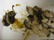 簡単おつまみ ながらめ とこぶし の肝バター炒め レシピ 作り方 By うらでん 楽天レシピ 簡単おつまみ ながらめ とこぶし の肝バター炒め レシピ 作り方 By うらでん 楽天レシピ