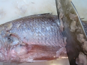 イシモチの下処理 頭付き レシピ 作り方 By ニャンコーヒー 楽天レシピ イシモチの下処理 頭付き レシピ 作り方 By ニャンコーヒー 楽天レシピ