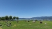 シュフ松