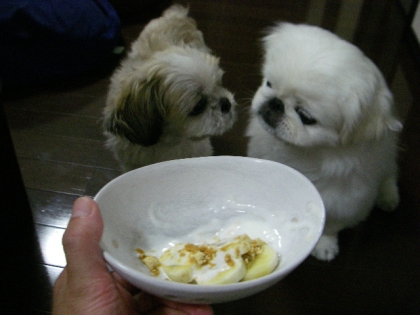 こちらも頂いたよ～♪食べかけで失礼～
作ってすぐのも撮ってたんだけどね、横で食べてるの見張ってるわんこと一緒に撮り直したわ＠＾＾＠なにやらヒソヒソ（笑）旨ごちね