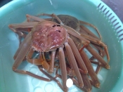 美味しく仕上げましょう ズワイガニの茹で方 レシピ 作り方 By アボカドプリン 楽天レシピ 美味しく仕上げましょう ズワイガニの茹で方 レシピ 作り方 By アボカドプリン 楽天レシピ