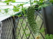 とっても食べやすい O もろみそラー油ゴーヤ レシピ 作り方 By うちくるくる 楽天レシピ とっても食べやすい O もろみそラー油ゴーヤ レシピ 作り方 By うちくるくる 楽天レシピ