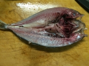 ガサツ料理 背開きが美味さの秘訣 自家製アジ開き レシピ 作り方 By 水酉 楽天レシピ ガサツ料理 背開きが美味さの秘訣 自家製アジ開き レシピ 作り方 By 水酉 楽天レシピ