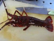 捌き方のコツ 伊勢海老の姿盛り レシピ 作り方 By Startrek 楽天レシピ 捌き方のコツ 伊勢海老の姿盛り レシピ 作り方 By Startrek 楽天レシピ