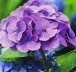 Hydrangea