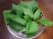 ボリジの葉のグリーンスムージー レシピ 作り方 By 6melissa55 楽天レシピ ボリジの葉のグリーンスムージー レシピ 作り方 By 6melissa55 楽天レシピ