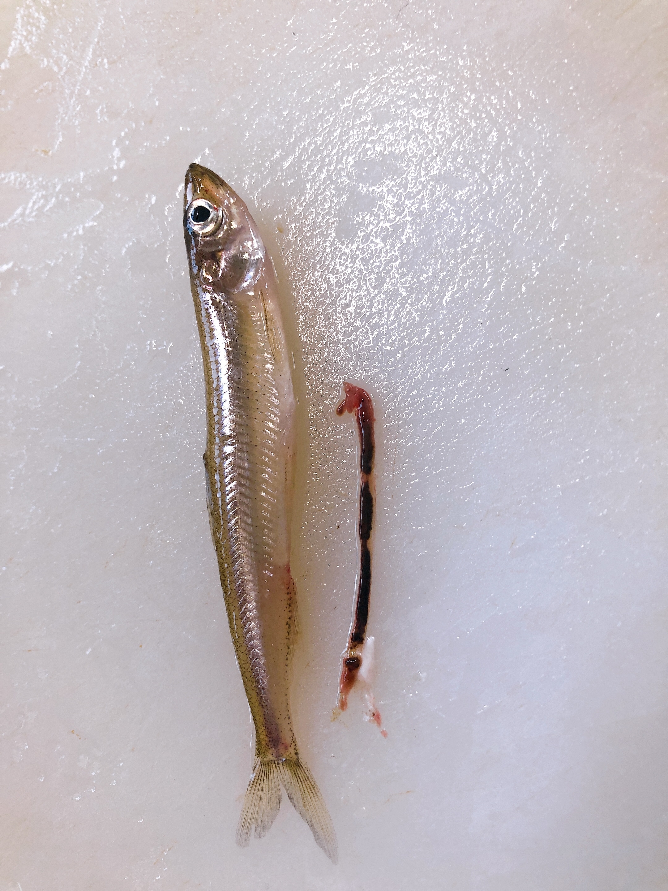 ワカサギの下処理 レシピ 作り方 By Chaika 楽天レシピ ワカサギの下処理 レシピ 作り方 By Chaika 楽天レシピ