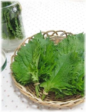 大葉の保存方法 楽天レシピ