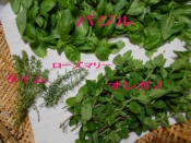 摘みたてハーブでハーブビネガー レシピ 作り方 By ミーコさん52 楽天レシピ 摘みたてハーブでハーブビネガー レシピ 作り方 By ミーコさん52 楽天レシピ