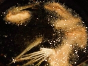 トビウオの 骨せんべい レシピ 作り方 By ブルーボリジ 楽天レシピ トビウオの 骨せんべい レシピ 作り方 By ブルーボリジ 楽天レシピ