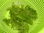 紫蘇の穂の天ぷら レシピ 作り方 By ブルーボリジ 楽天レシピ 紫蘇の穂の天ぷら レシピ 作り方 By ブルーボリジ 楽天レシピ