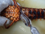 捌き方のコツ 伊勢海老の姿盛り レシピ 作り方 By Startrek 楽天レシピ 捌き方のコツ 伊勢海老の姿盛り レシピ 作り方 By Startrek 楽天レシピ