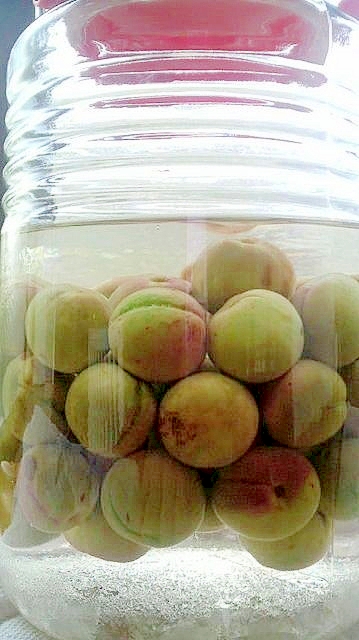 我が家の庭で採れた豊後梅で梅サワーをつくる レシピ 作り方 By だーくねこまんま 楽天レシピ