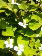 中からキレイ どくだみ茶 レシピ 作り方 By ちゃげちょびん 楽天レシピ