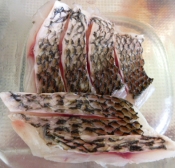 黒鯛 チヌ の湯引き レシピ 作り方 By まめもにお 楽天レシピ 黒鯛 チヌ の湯引き レシピ 作り方 By まめもにお 楽天レシピ