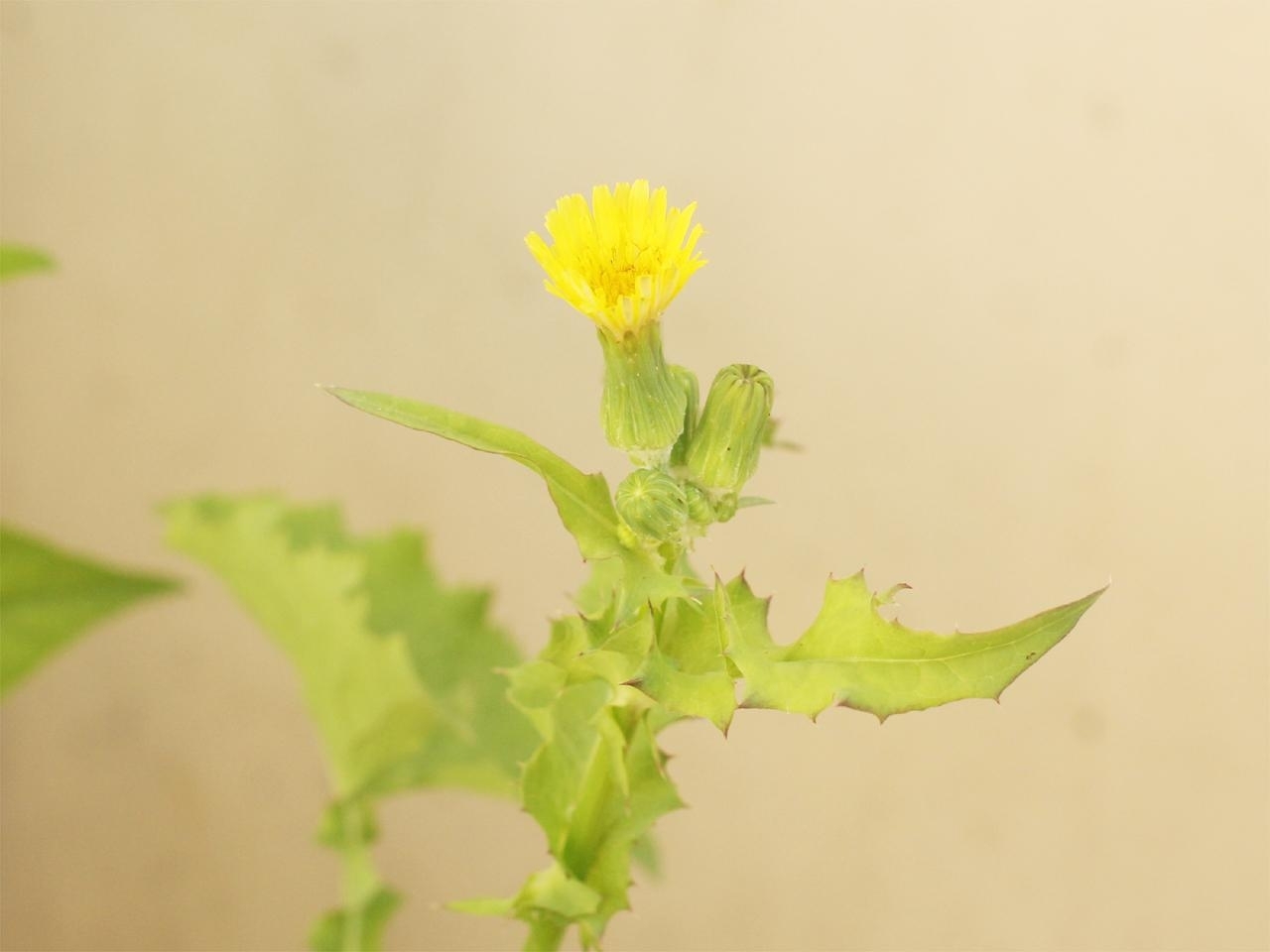 野草 ノゲシの油炒め レシピ 作り方 By やす こう 楽天レシピ 野草 ノゲシの油炒め レシピ 作り方 By やす こう 楽天レシピ