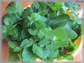 香りのご馳走 とっても爽やか ミントシロップ レシピ 作り方 By はなまる子 楽天レシピ 香りのご馳走 とっても爽やか ミントシロップ レシピ 作り方 By はなまる子 楽天レシピ