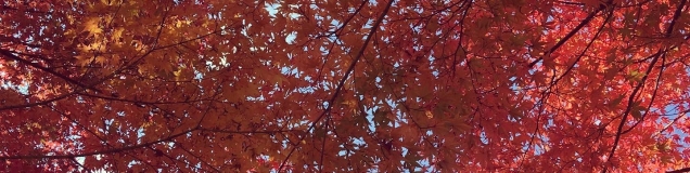 ことはるママ