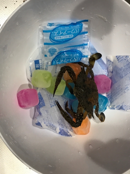 活渡り蟹のしめ方 レシピ 作り方 By ゆきちゃんぽんのパパ 楽天レシピ 活渡り蟹のしめ方 レシピ 作り方 By ゆきちゃんぽんのパパ 楽天レシピ