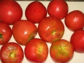 トマトのコンポート レシピ 作り方 By ブルーボリジ 楽天レシピ