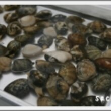 あさりの砂抜き 楽天レシピ あさりの砂抜き 楽天レシピ