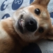 こまと