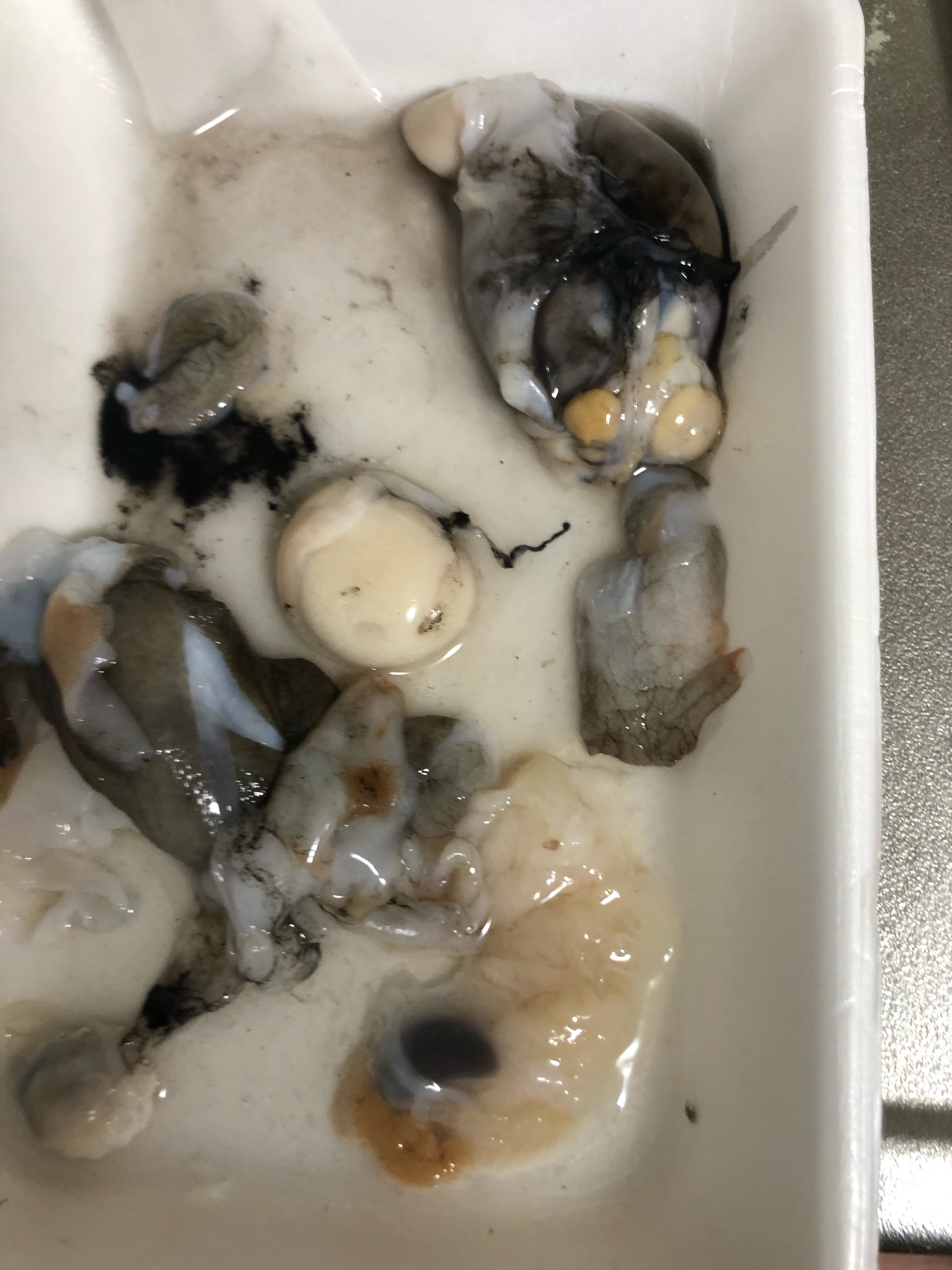 タコの内臓のアヒージョ レシピ 作り方 By まぼまぼまん 楽天レシピ タコの内臓のアヒージョ レシピ 作り方 By まぼまぼまん 楽天レシピ