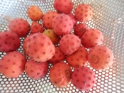 ヤマボウシジャム レシピ 作り方 By 夏はぜ 楽天レシピ ヤマボウシジャム レシピ 作り方 By 夏はぜ 楽天レシピ