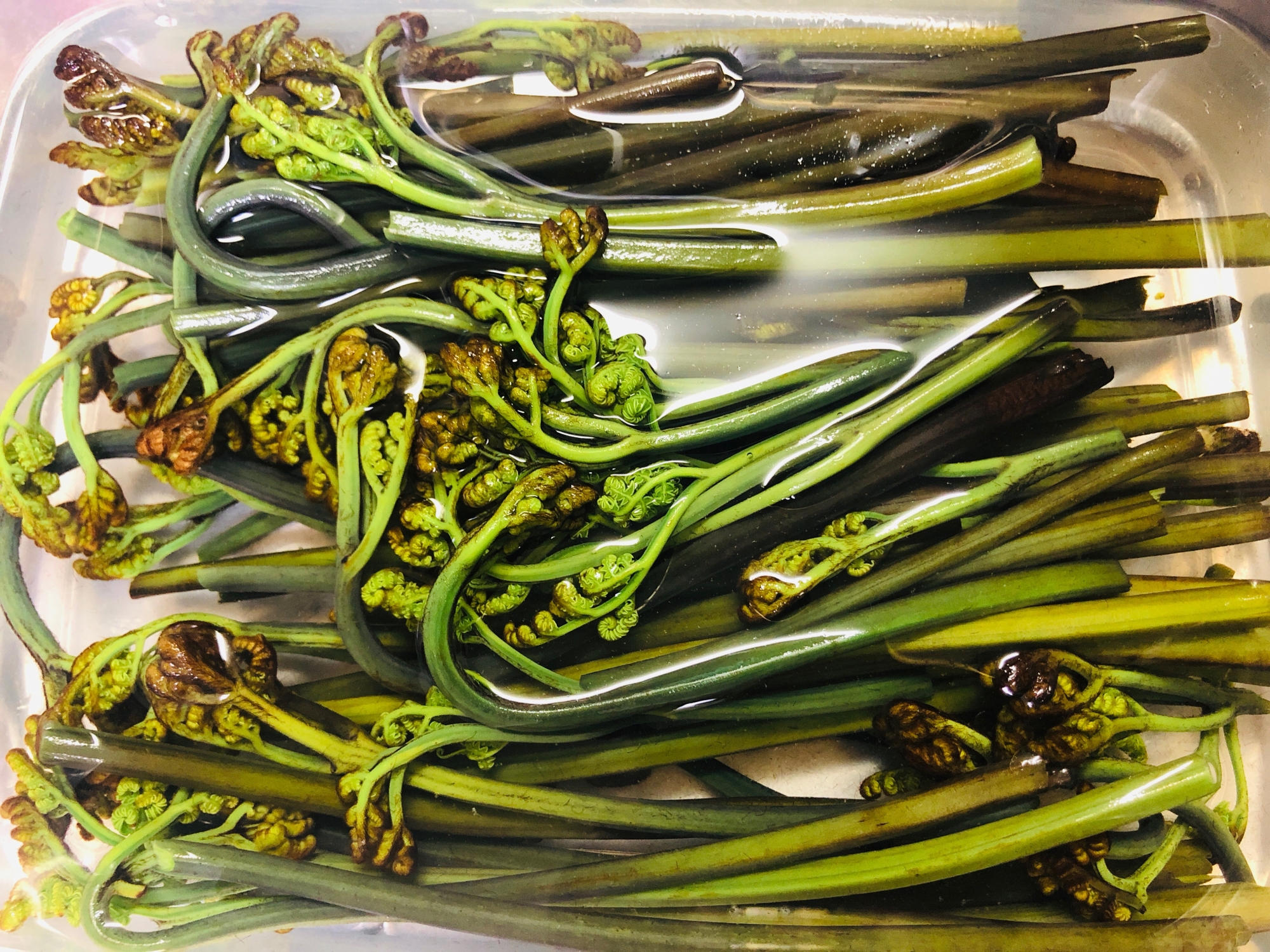 ワラビの水煮・アク抜き