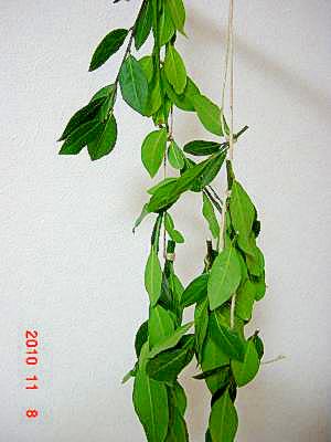 自家製 香るローリエ レシピ 作り方 By Kunikazunoko 楽天レシピ 自家製 香るローリエ レシピ 作り方 By Kunikazunoko 楽天レシピ