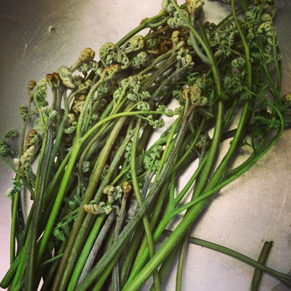 超簡単 ワラビのアク抜きと保存方法 レシピ 作り方 By Ksgogo 楽天レシピ 超簡単 ワラビのアク抜きと保存方法 レシピ 作り方 By Ksgogo 楽天レシピ